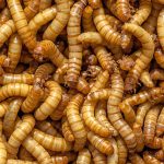 Live Mealworms