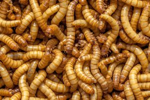 Live Mealworms