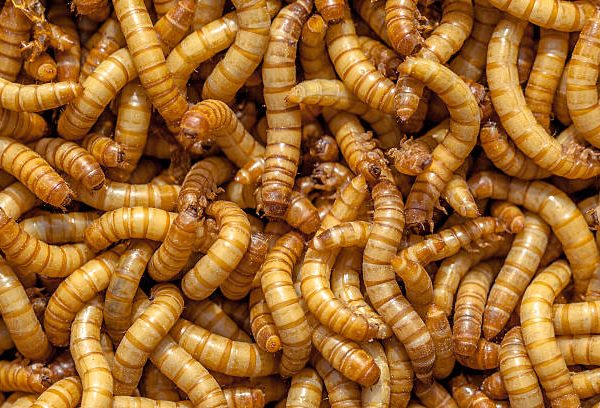 Live Mealworms